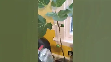 Adriatic JH Fig Tree From Cutting Progress! 7A/B 🙏