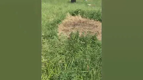 Участок снт прогресс