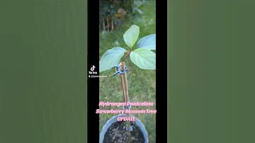 Progress with growing hydrangea paniculata tree from cutting. It's getting bigger #gardening